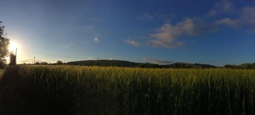 a field of tall grass with the sun in the sky at Villa Acquaviva Wine Resort in Montemerano