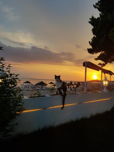 un gatto seduto su un muro di fronte alla spiaggia di Villa Sevilla a Kusadası