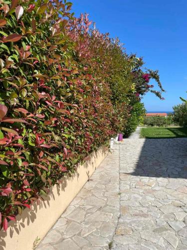 a row of bushes next to a stone path at Stefanos Home in Katelios