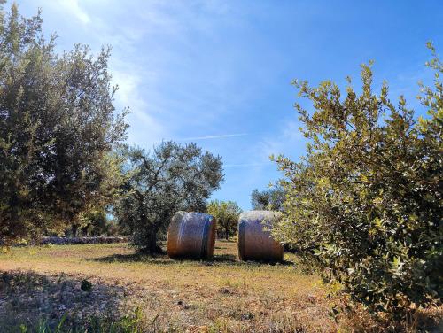 Gallery image of Come una volta - Il Trullo in Alberobello