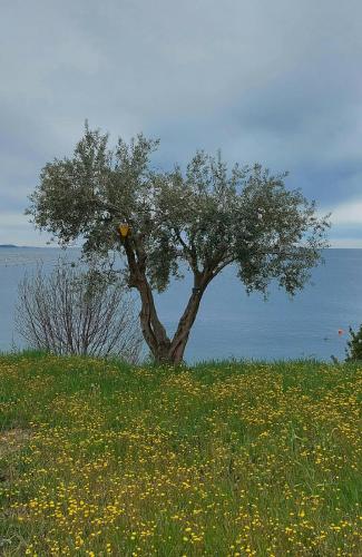 a tree in the middle of a field with flowers at Apartment Trieste M&M in Muggia
