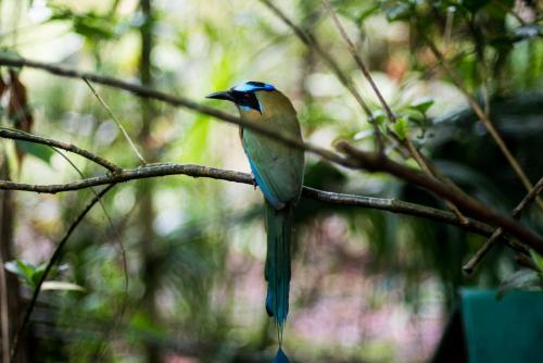 Altri animali domestici presso il lodge o nei dintorni