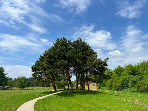 a tree in a field with a dirt road at Sunny Trio in Zeewolde