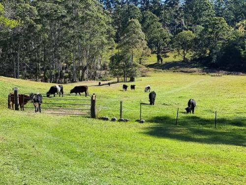 een kudde dieren die graast in een veld bij Fiery, cozy starry nights - Farm stay! in Bellthorpe