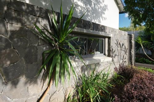 a window in a stone wall with a plant at Peaceful Tree Cottage in Tamarin
