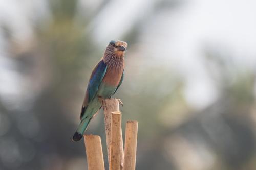 a bird perched on top of a wooden post at Radhika Eco Resort(Odonata) in Arambol