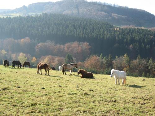 a herd of horses grazing in a field at Ferienhaus Rhönspaß in Mosbach