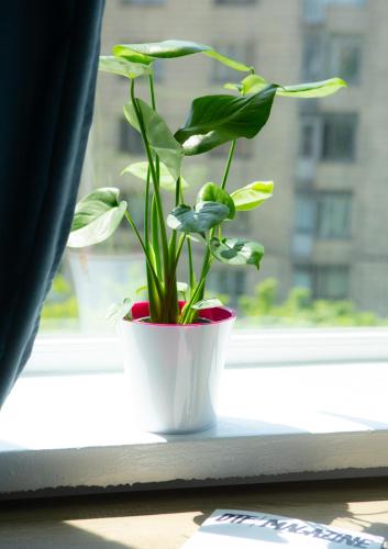 a potted plant sitting on a window sill at Хостел єЖитло Щекавиця in Kyiv