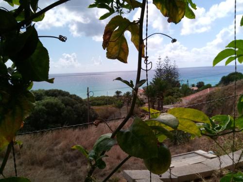 a view of the ocean from behind a plant at Bela Vista Capazi in Porto Santo