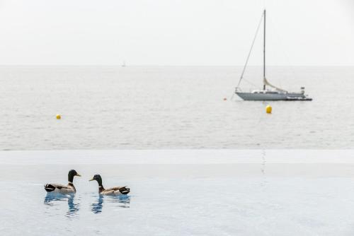 two ducks swimming in the water with a boat in the water at Hospes Maricel y Spa, Palma de Mallorca, a Member of Design Hotels in Cas Catala
