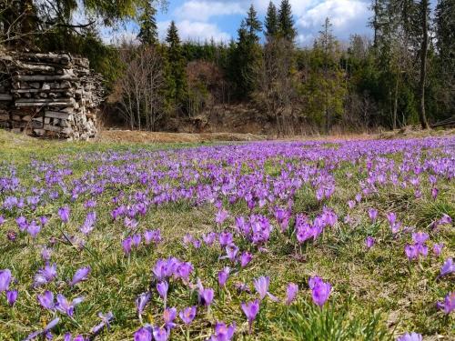 a field of purple flowers in a field at Owca za płotem in Witów