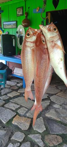 two fish standing next to each other on a stone floor at 4 Pohon - Les 4 Arbres in Pandang