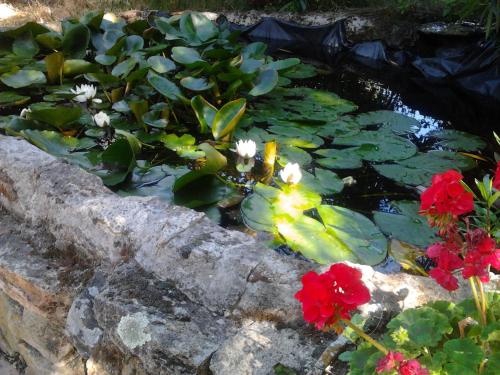 a pond with red and white flowers and green leaves at Hotel Rural Xerete in Navaconcejo