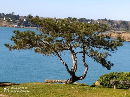 a pine tree in the grass near the water at Au coeur des Rias, studio Merrien proche de la mer in Moëlan-sur-Mer