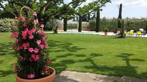 a potted plant with pink flowers in a yard at Mas Saint Julien in Cavaillon