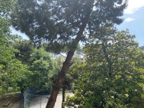 un gran pino parado en un parque en Oasi Verde en Nápoles