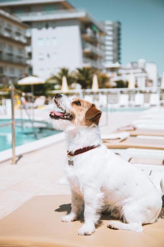 a dog sitting on a table near a pool at Hotel Bristol in Lido di Jesolo