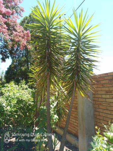 zwei Palmen in einem Garten neben einer Ziegelwand in der Unterkunft Falcon Lodge in Newcastle