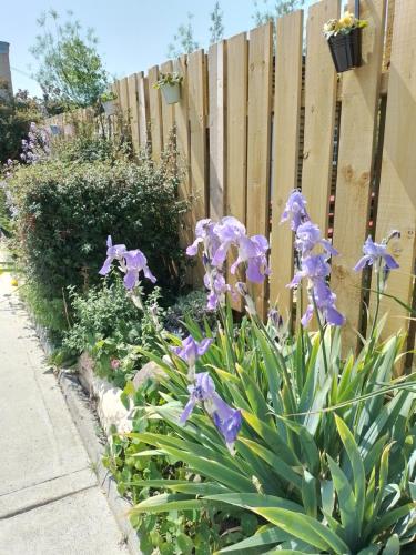 a garden with purple flowers next to a fence at Robins Rest in Donegal