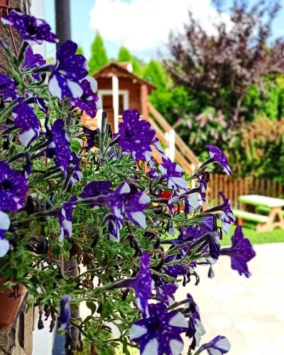 a bunch of purple flowers in a pot at Rodzinny zakątek "U Głuszków" Bieszczady in Myczkowce