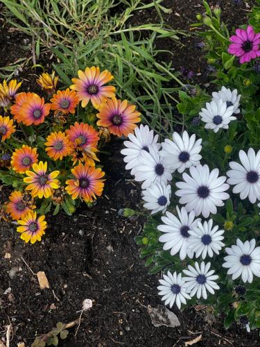 a bunch of colorful flowers in a garden at Espacio Shangrila.One in Uceda