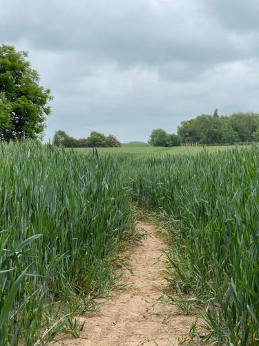 a dirt path through a field of green crops at Prelude Guesthouse, Brigsley Grimsby in Grimsby