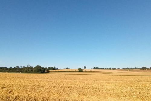 a field of wheat with a blue sky in the background at Jolie maison en pierres au calme dans un charmant village aux portes de Bayeux in Carcagny