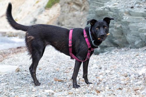 a black dog wearing a pink harness standing on rocks at Eco Village Baia Delle Ginestre in Teulada