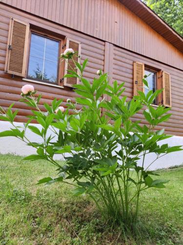 Ferienwohnung Grete, an der Weinstraße
