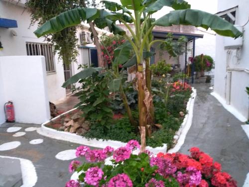 a garden with pink flowers and a palm tree at 4 Seasons Suites Paradise Athens Airport in Markopoulo
