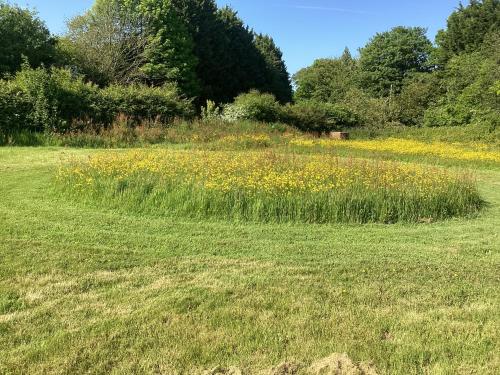 a field of grass with yellow flowers in it at Vigo Retreat cabin 2 in Vigo Village