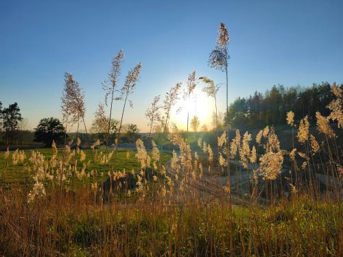 a field of tall grass with the sun in the background at Willa Bobrowa Dolina in Wójtostwo