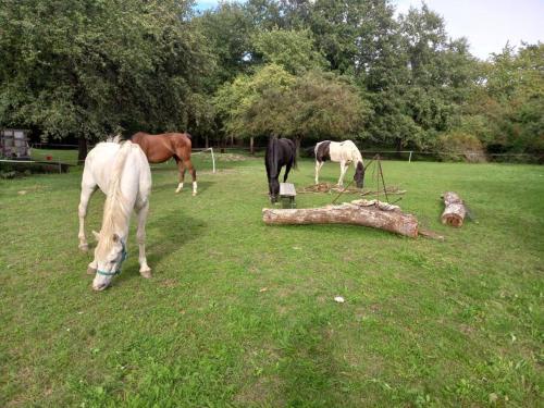 a group of horses grazing in a field at Home of arts and creation, Erdei alkoto studio in Verőce