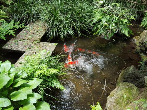 a group of kites in a pond in a garden at Tsukimotoya Ryokan in Toyooka