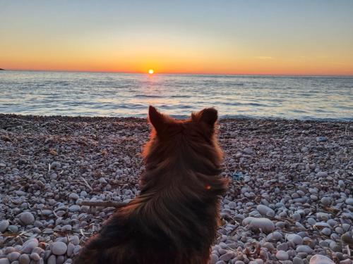 a dog sitting on a beach looking at the sunset at Summer house Kruce in Kruče