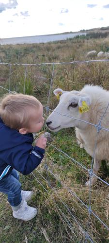 a young child feeding a sheep through a fence at Attefallshus Nära Havet Norranäs in Varberg