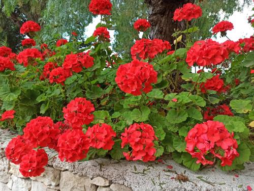 a bunch of red geraniums in a garden at villa Beatrice in Serranova