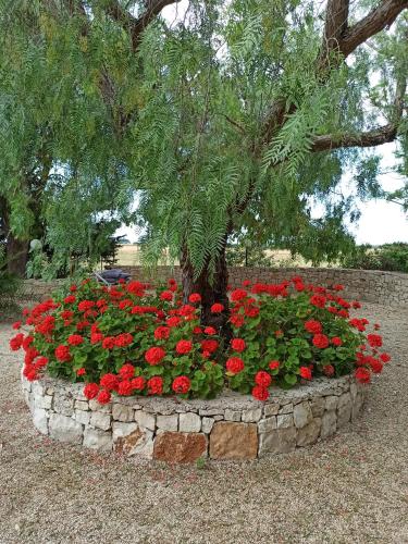 a flower bed of red flowers in front of a tree at villa Beatrice in Serranova