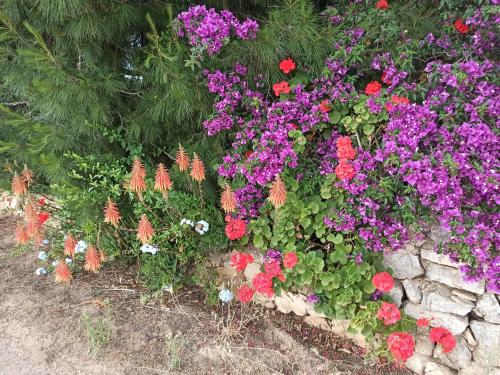 a bunch of colorful flowers in a garden at villa Beatrice in Serranova