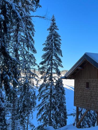 a snow covered pine tree next to a house at Les Écrins du Val de Mouthe, JURA in Petite Chaux