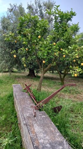 an orange tree with a bunch of oranges on it at Domus Claudio in Villam in Pomezia