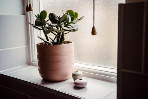 a plant in a pot sitting on a window sill at Artistic hideaway within York’s ancient city walls in York