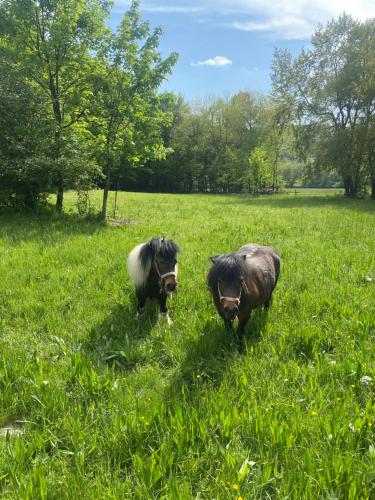 dos animales parados en la hierba en un campo en Chatka pod lesom, en Banská Štiavnica