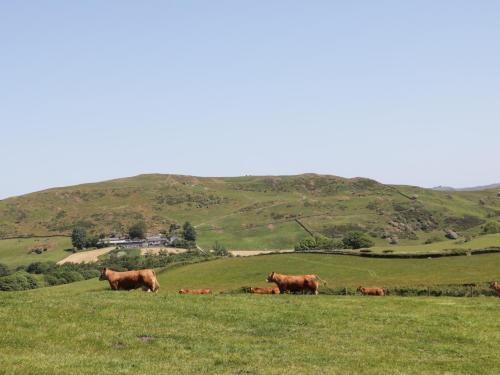 a group of cows grazing on a grassy hill at Rowan in Ulverston