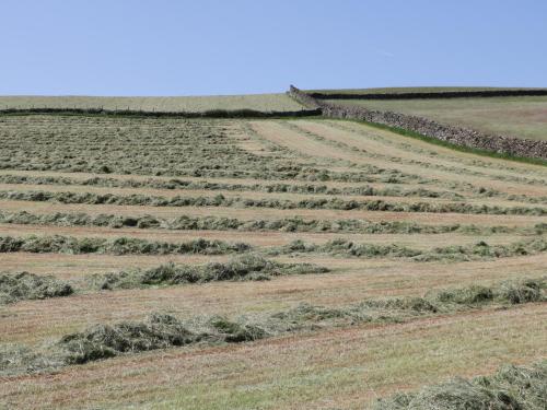 an open field with rows of plants on it at Rowan in Ulverston