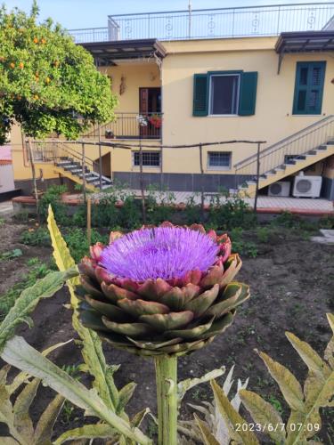 Jardin de l'établissement Antoniet