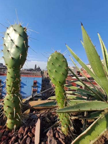 Fotografie z fotogalerie ubytování Casa Sabina Down Town Mexico City v destinaci Mexico City