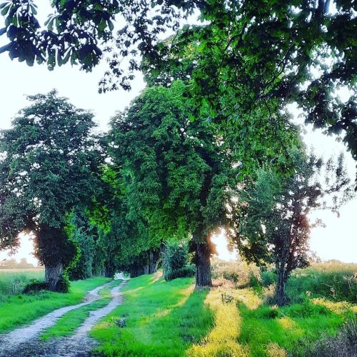 a field with trees and a dirt road at VILLA MON BIJOU _ OG_Fewo in Göhren-Lebbin