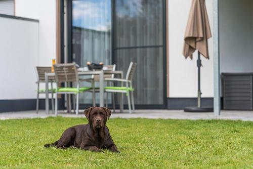 a brown dog laying on the grass in the yard at Luxus_EG_Fewo TIME OUT _WE 2_ in Göhren-Lebbin
