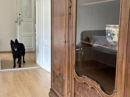 a black dog standing in front of a door at The Classy Sassy in Ljubljana